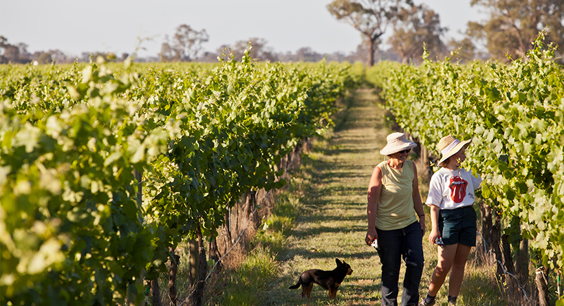 Box Grove Vineyard